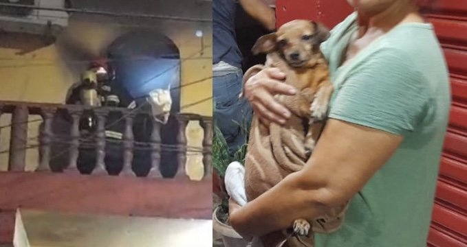 Família perde tudo em incêndio mas agradece bombeiros por salvar cachorrinho em Manaus