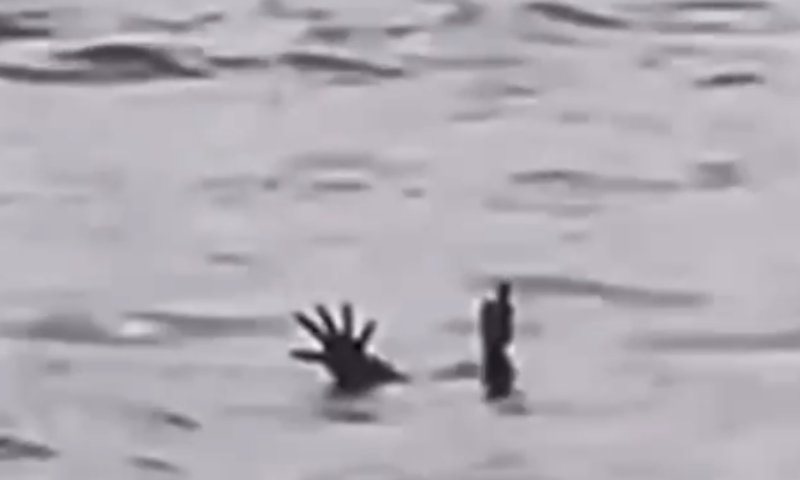 Jacaré finge ser pessoa se afogando para atrair vítimas; vídeo viraliza