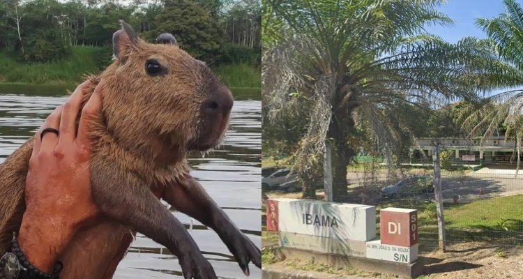 ‘LOTADO’: “nova casa” da Capivara Filó já abriga outros 108 animais e com algumas espécies “AMONTOADAS”