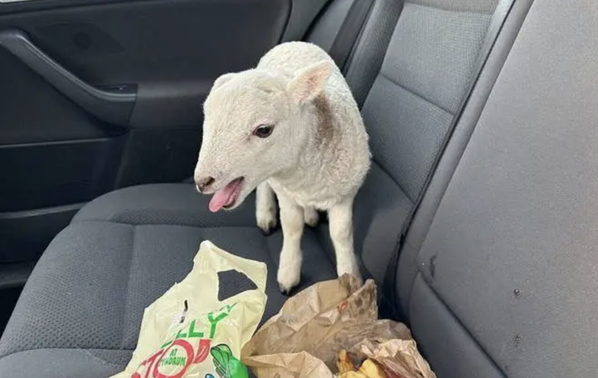 Motorista é preso após ser flagrado com cocaína, heroína e uma ovelha dentro do carro