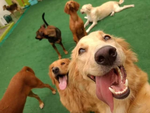 ‘Um dia bom pra cachorro’ oferece serviços gratuitos para pets neste domingo (30) em Manaus; confira