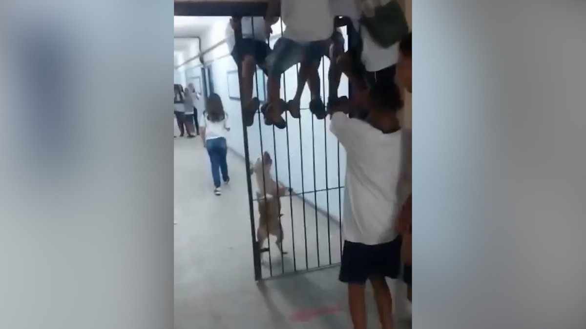 Vídeo flagra momento em que cachorro invade escola no Rio de Janeiro